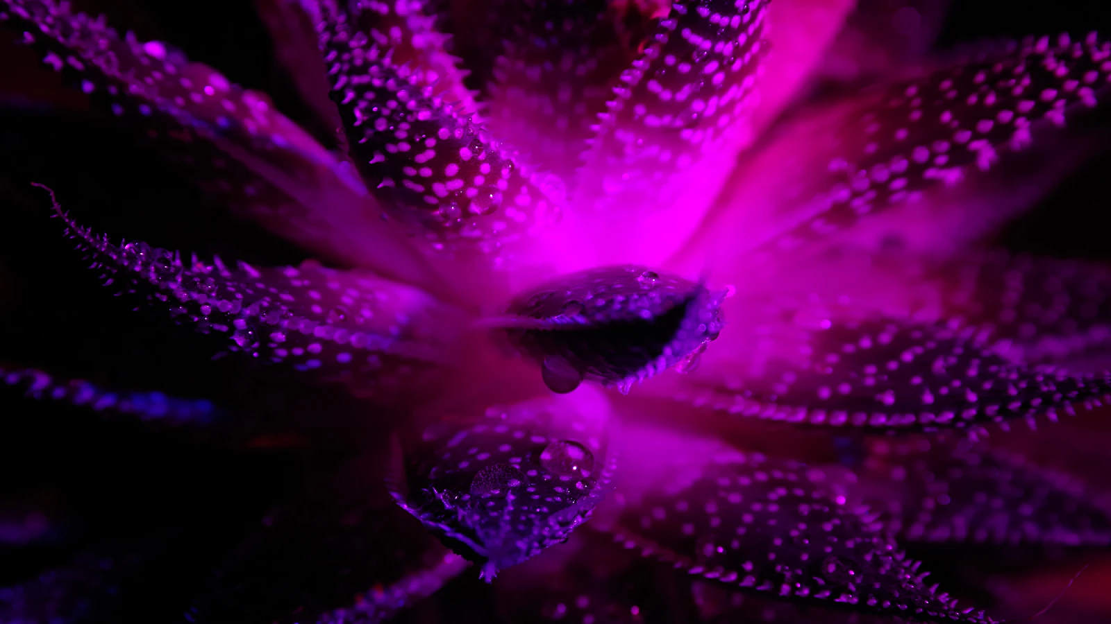 Luz de cultivo LED: cuánto consume y qué vatios necesitas según tu espacio