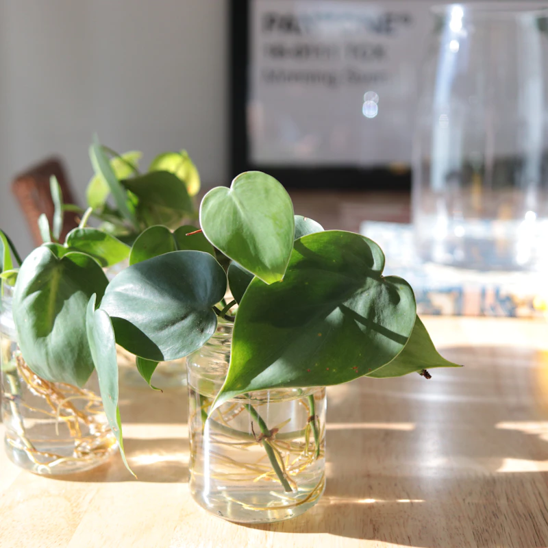 Propagar esquejes en agua: cómo multiplicar tus plantas gratis (y cuándo ayuda un propagador)