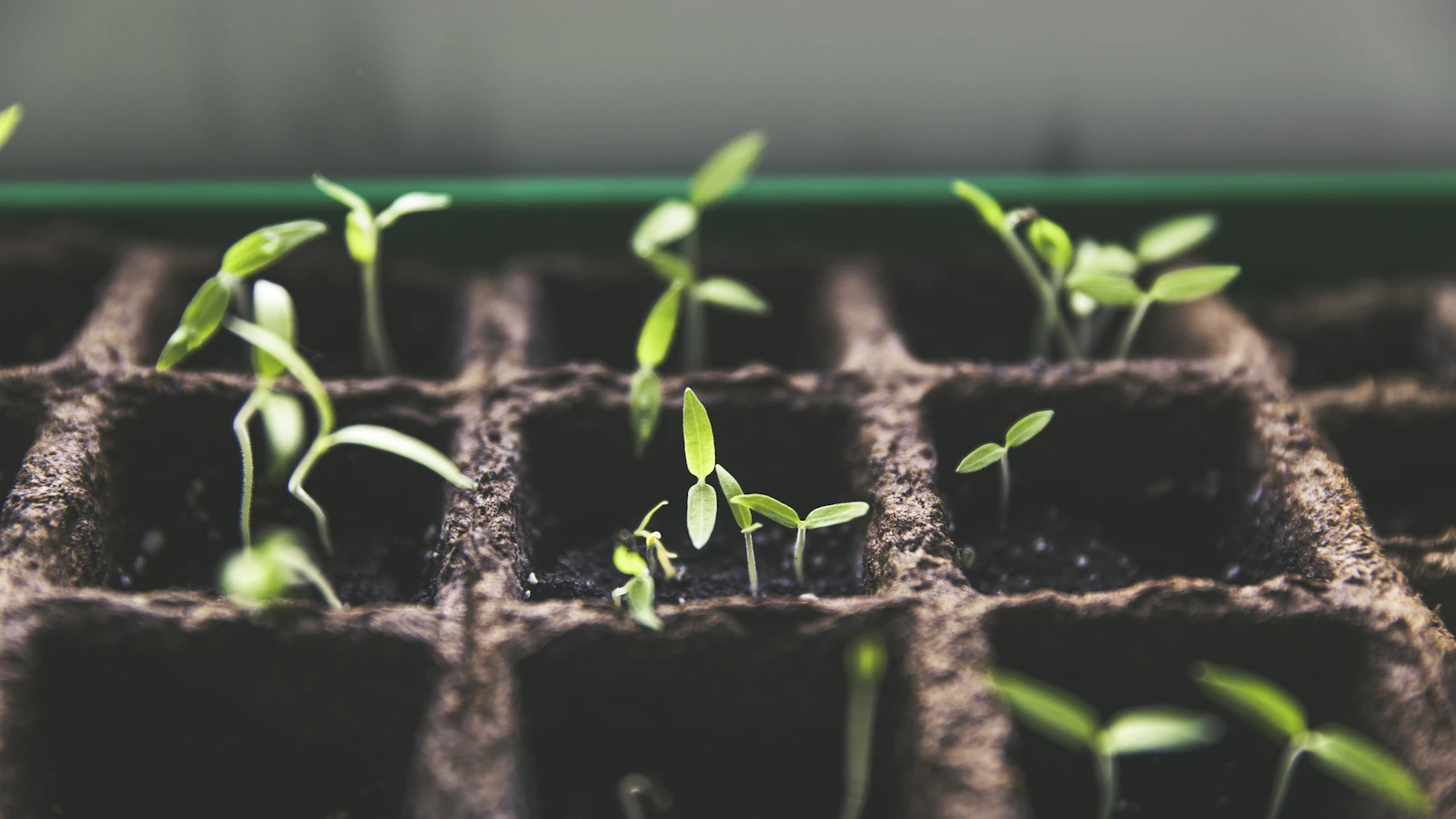 Cómo germinar semillas paso a paso: tu primer semillero casero