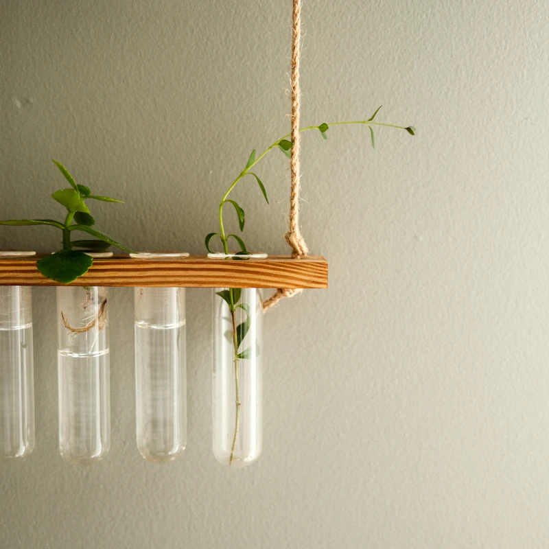 Estación de propagación de plantas con tubos de ensayo de cristal