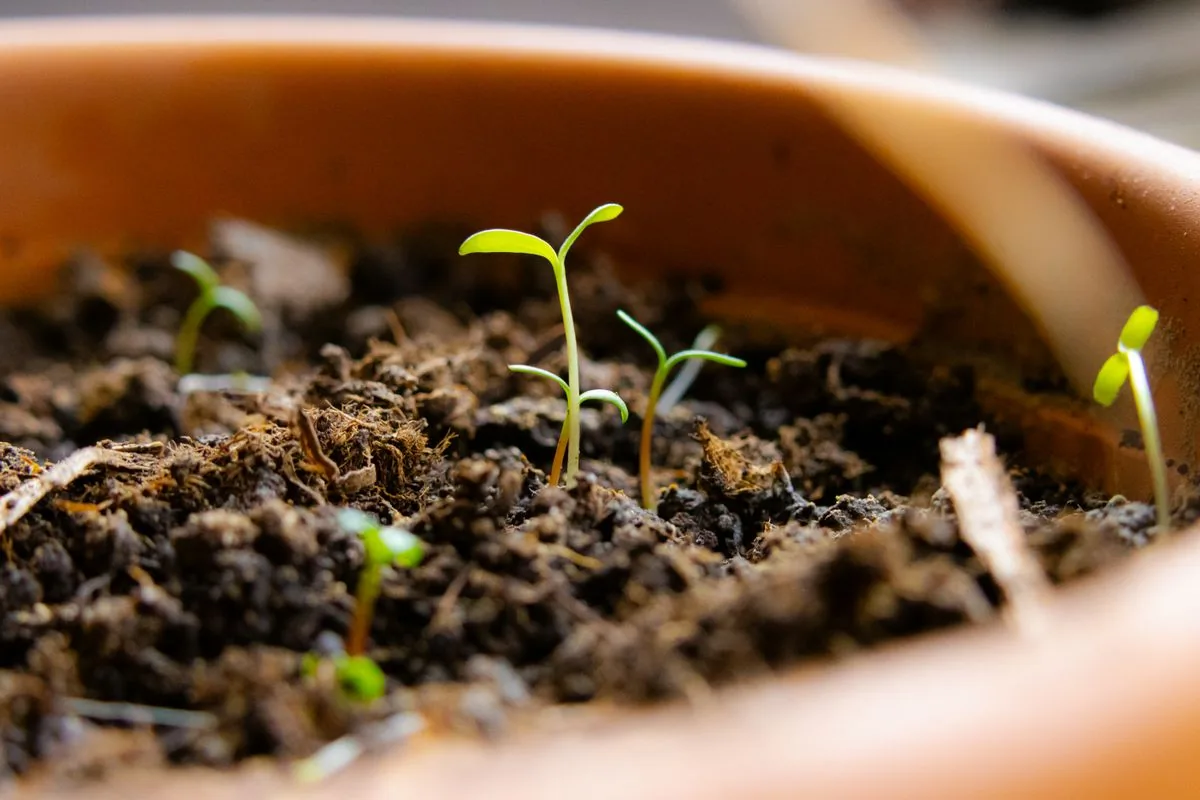 Brotes recién germinados en una maceta de terracota