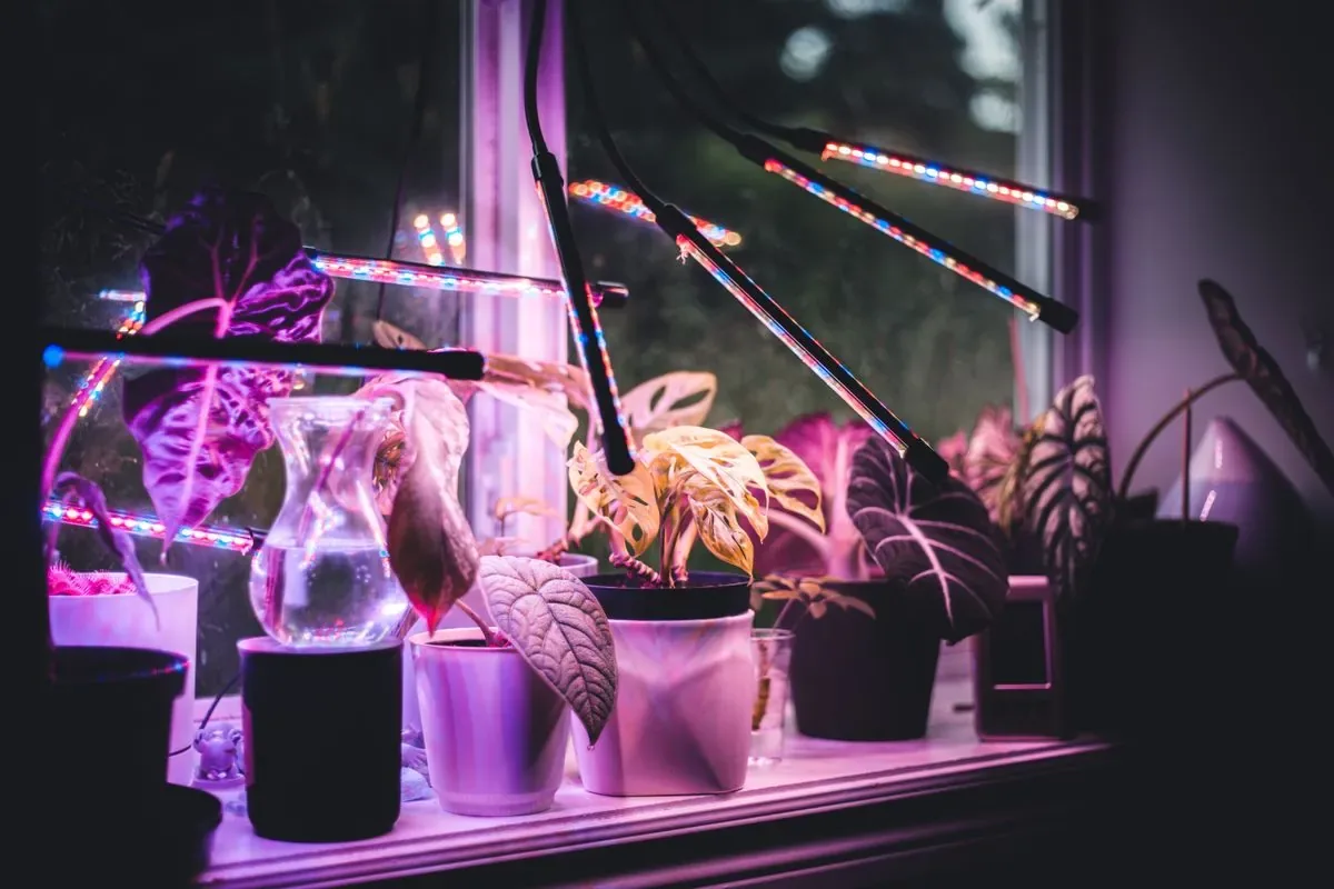 Plantas de interior iluminadas por luces LED de cultivo