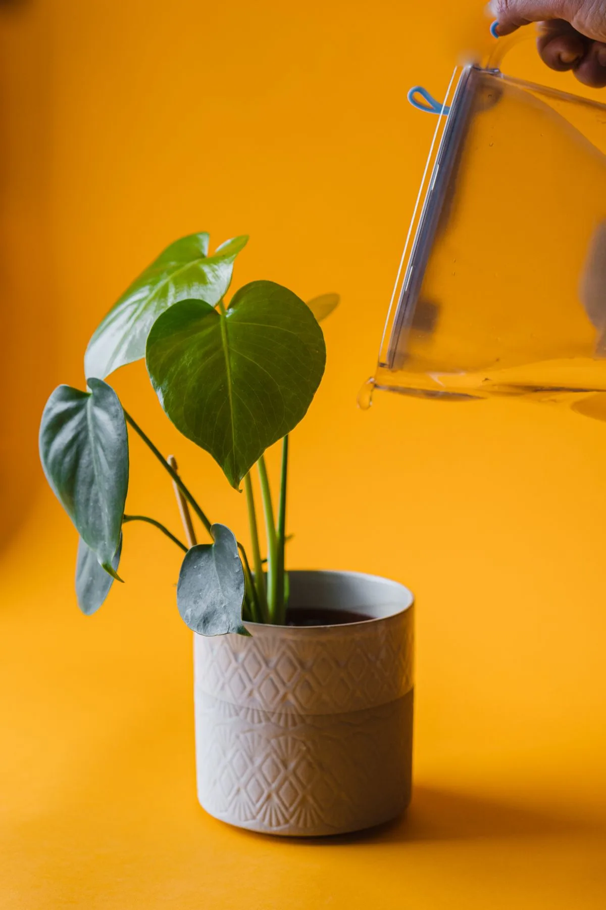 Planta verde en maceta siendo regada con luz cálida de fondo