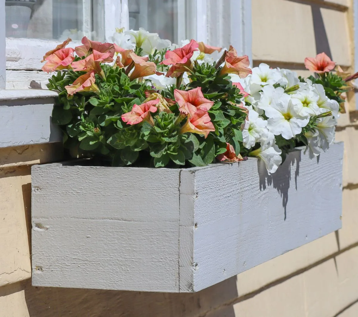 Petunias rosas y blancas en una jardinera de madera junto a una ventana